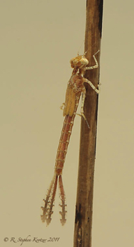 Enallagma basidens, nymph